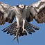 thumbs/IMG_1942a.jpg